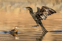 Landing Neotropic Cormorant (Phalacrocorax brasilianus) & Fleein