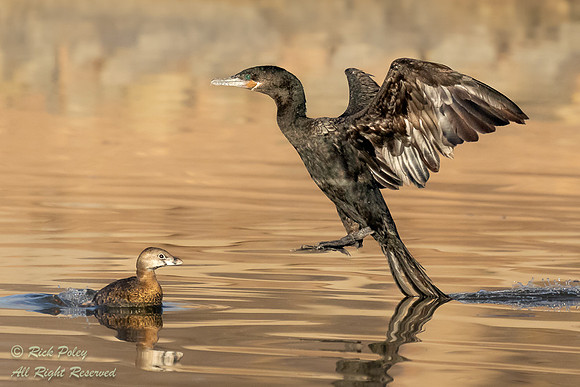 Landing Neotropic Cormorant (Phalacrocorax brasilianus) & Fleein