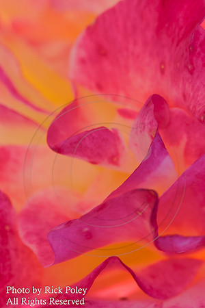 Red & Yellow Flower Abstract