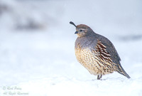 Female Gambel's Quail (Callipepla gambelii) in Snow, NM