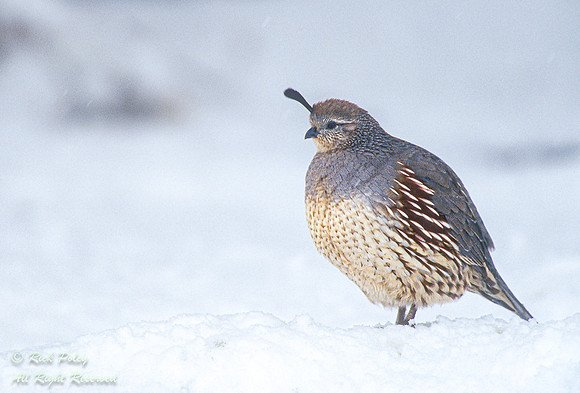 Female Gambel's Quail (Callipepla gambelii) in Snow, NM