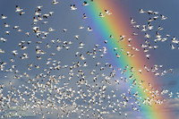 Snow Geese (Chen caerulescens) Flying Under a Rainbow, NM