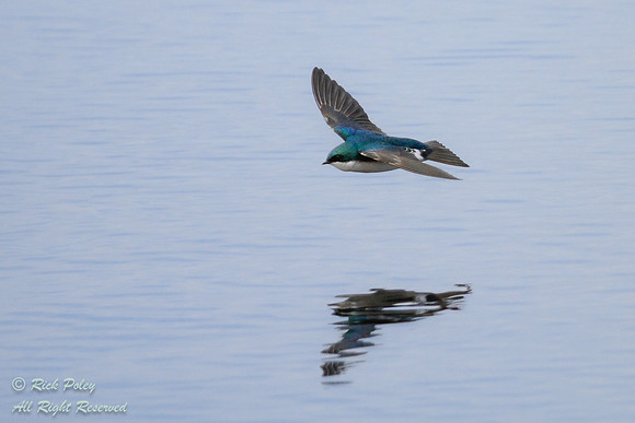 Flying Tree Swallow (Tachycineta bicolor), FL