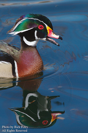 Calling Male Wood Duck (Aix sponsa)