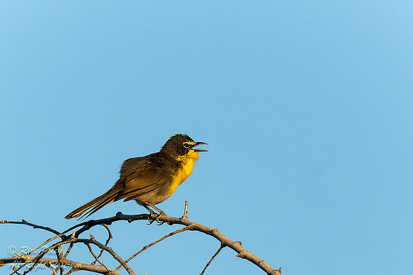 Singing Yellow-breasted Chat (Icteria virens), NM