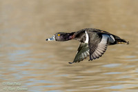 Flying Male Ring-necked Duck (Aythya collaris), NM