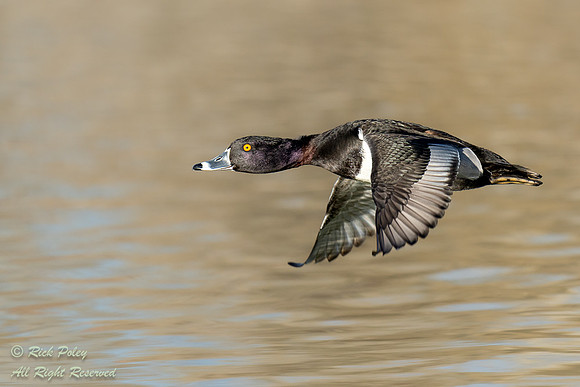 Flying Male Ring-necked Duck (Aythya collaris), NM
