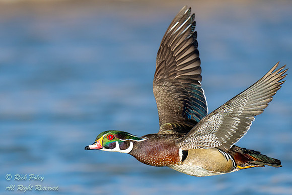 Male Wood Duck (Aix sponsa) in Flight, NM