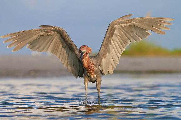 Reddish Egret (Egretta rufescens) foraging
