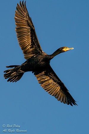 Adult Neotropical Cormorant (Phalacrocorax brasilianus) in Fligh