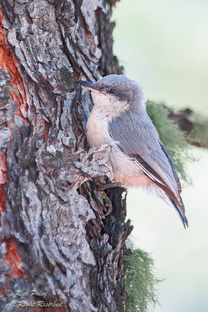 Pygmy Nuthatch (Sitta pygmaca), NM
