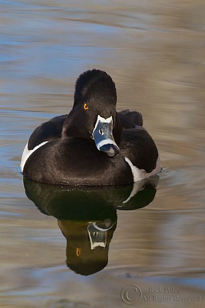 Ring-necked Duck (Aythya collaris)