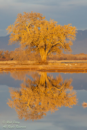 Cottonwood  Tree (Populus deltoides wislizenii) Reflection in Wi