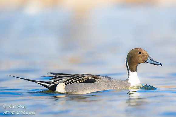 Male Northern Pintail (Anas acuta), NM