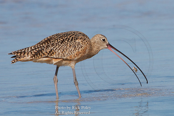 Long-billed Curlew (Numenius americanus) Eating Fiddler Crab