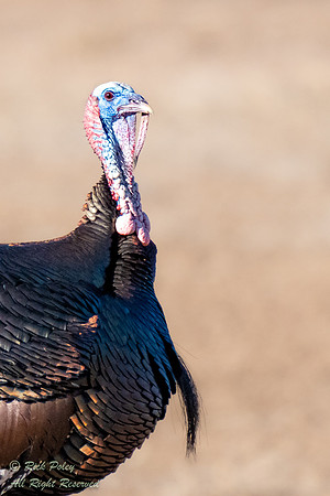 Male Wild Turkey (Meleagris gallopavo), NM