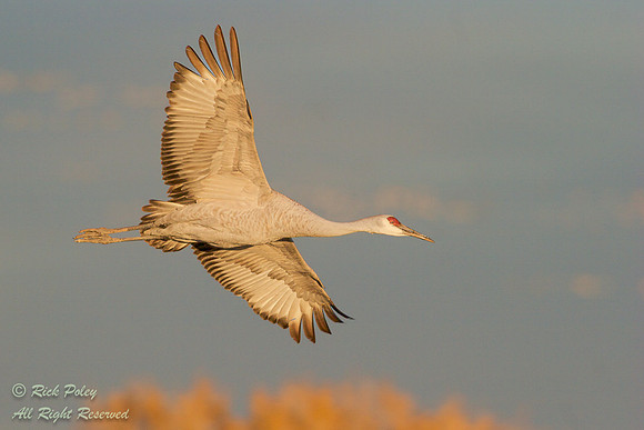Sandhill Crane (Grus canadensis) Flyiung to Evening Roost, NM