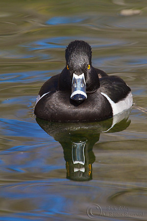 Ring-necked Duck (Aythya collaris)