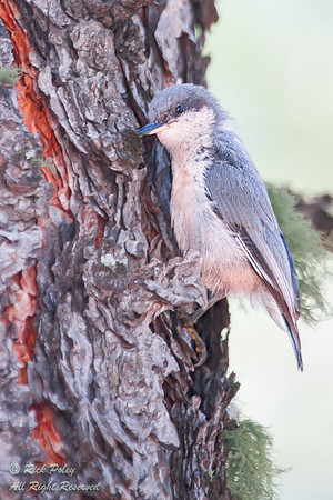 Pygmy Nuthatch (Sitta pygmaca), NM