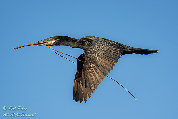 Neotropical Cormorant (Phalacrocorax brasilianus) in Flight With