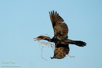 Neotropic Cormorant (Phalacrocorax brasilianus) Returning to Nes