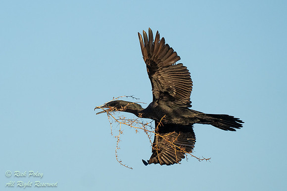 Neotropic Cormorant (Phalacrocorax brasilianus) Returning to Nes