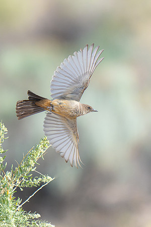 Say's Phoebe (Sayornis saya) in Flight, NM