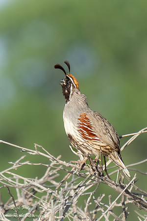 Calling Male Gambel's Quail (Callipepla gambelii), NM
