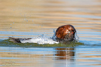 Bathing Drake Canvasback (Aythya valisineria), NM
