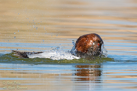 Bathing Drake Canvasback (Aythya valisineria), NM