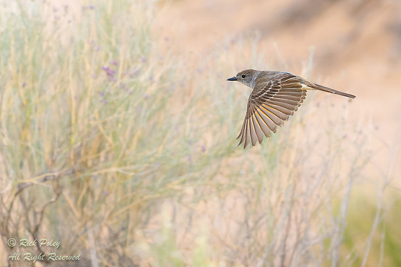 Ash-throated Flycatcher (Myiarchus cinerascens) in Flight, NM