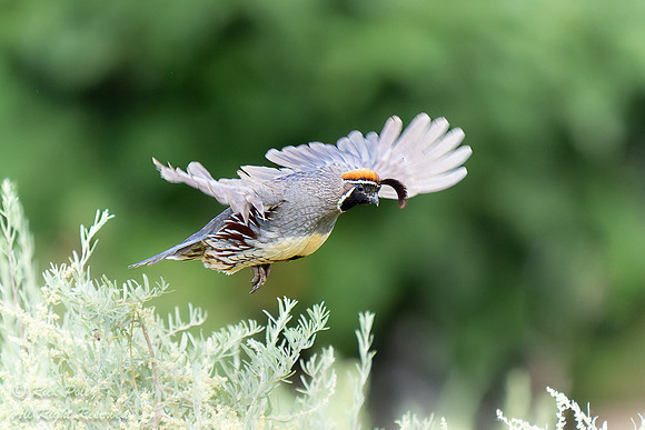 Male Gambel's Quail (Callipepla gambelii) Flying, NM