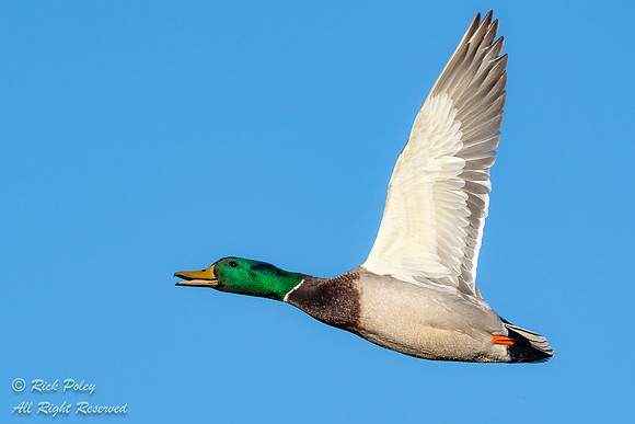 Drake Mallard (Anas platyrhynchos) in Flight, NM