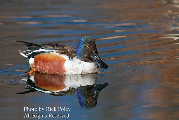 Drake Northern Shoveler with Breeding Plumage