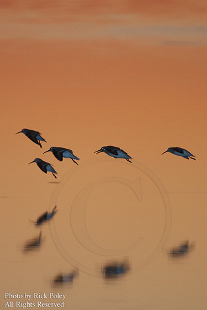 Sanderlings (Calidris alba) Dawn Flight