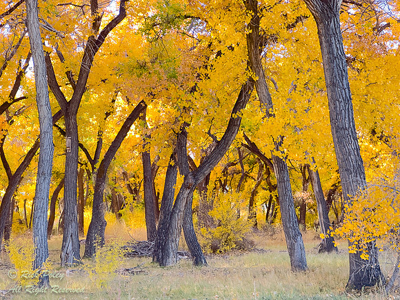Autumn Along the Rio Grande River Bosque NM