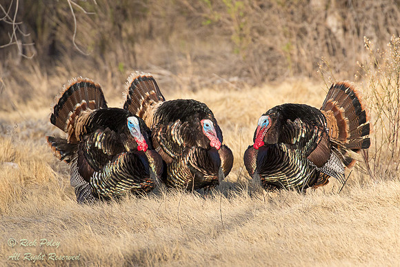 Displaying Tom Turkeys (Meleagris gallopavo), NM