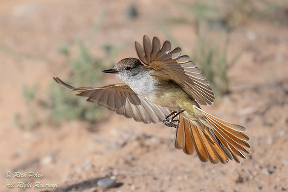 Ash-throated Flycatcher (Myiarchus cinerascens) Landing, NM