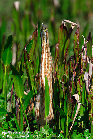 American Bittern (Botaurus lentiginosus)