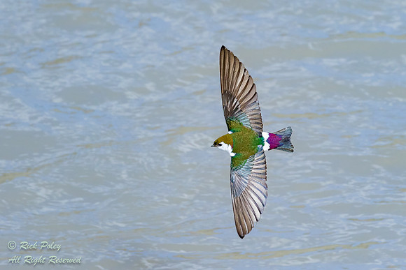 Violet-green Swallow (Tachycineta thalassina) in Flight