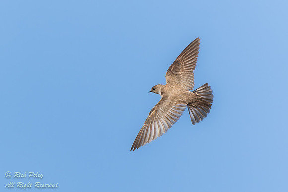 Banking Northern Rough-winged Swallow (Stelgidopteryx serripenni