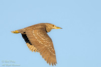 Juvenile Black-crowned Night Heron (Nycticorax nycticorax) in Fl