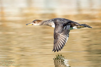 Female Hooded Merganser (Lophodytes cucullatus) In Flight, NM