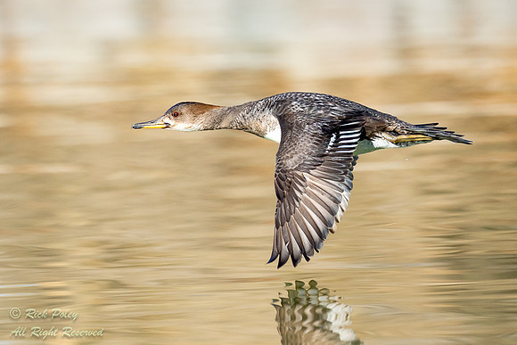 Female Hooded Merganser (Lophodytes cucullatus) In Flight, NM