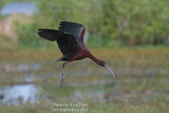 Glossy Ibis