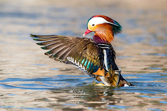 Mandarin Duck (Aix galericulata) Drying Wings After Bathing, NM