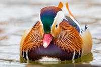 Drake Mandarin Duck (Aix galericulata) Portrait, NM