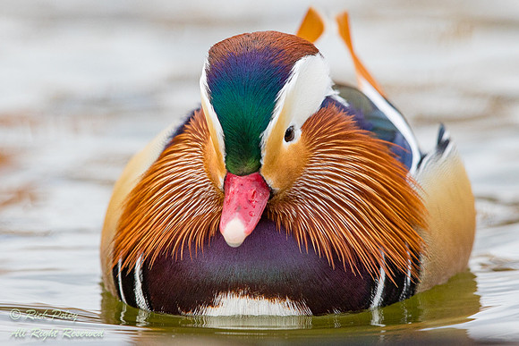 Drake Mandarin Duck (Aix galericulata) Portrait, NM