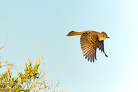 Flying Ash-throated Flycatcher (Myiarchus cinerascens), NM