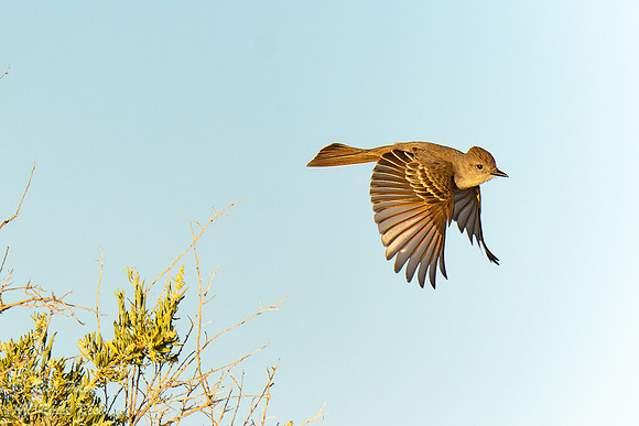 Flying Ash-throated Flycatcher (Myiarchus cinerascens), NM